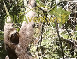 Bicho preguiça na trilha do Pico da Pedra Branca