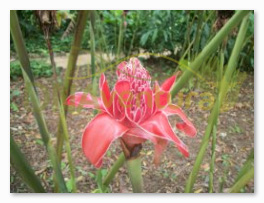 O Jardim Botânico recebe os visitantes oferecendo um "Bastão do Imperador"