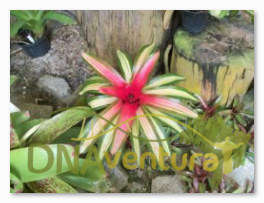 O bromeliário é um espetáculo a parte!