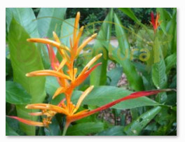 Floração nativa da Mata Atlântica na Prainha