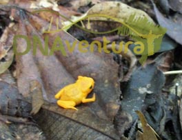Sapo Pingo de Ouro na trilha do Pico da Pedra Branca