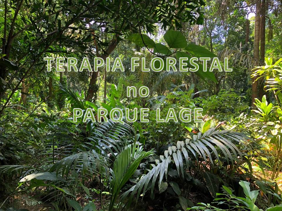 Terapia Florestal no Parque Lage