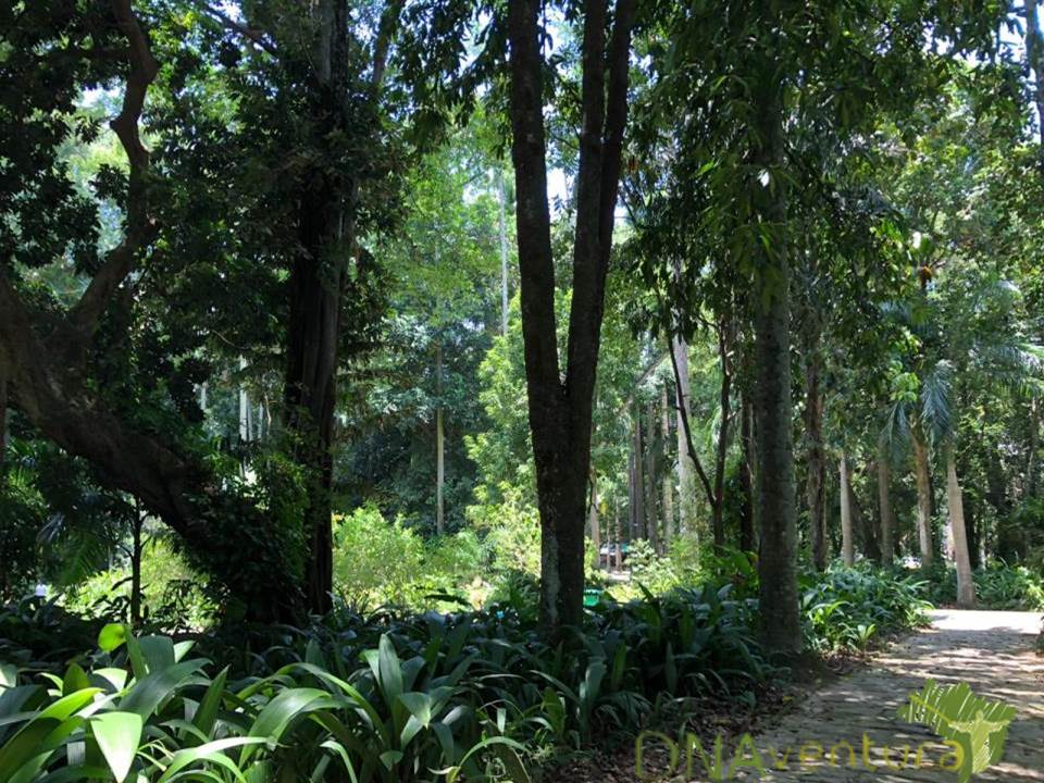 Pra você que não quer apenas visitar o lugar correndo... Terapia Florestal.