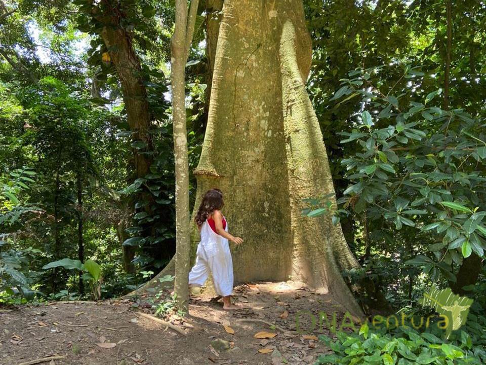 ...nada melhor do que conhecer o Parque Lage de uma forma única, por meio da Terapia Florestal!