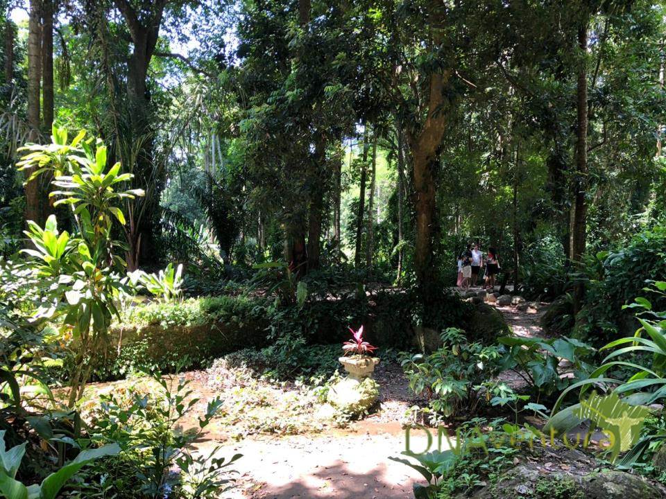 Venha praticar Terapia Florestal com a gente conhecendo o Parque Lage e sua floresta de uma maneira muito mais relaxante, saudável e que te trará um enorme bem-estar!